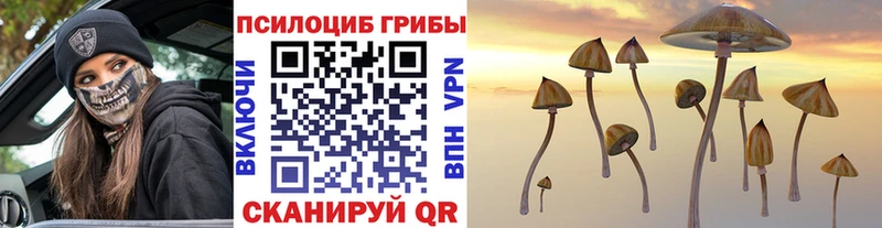 Купить где  Фокино  Галлюциногенные грибы Cubensis 